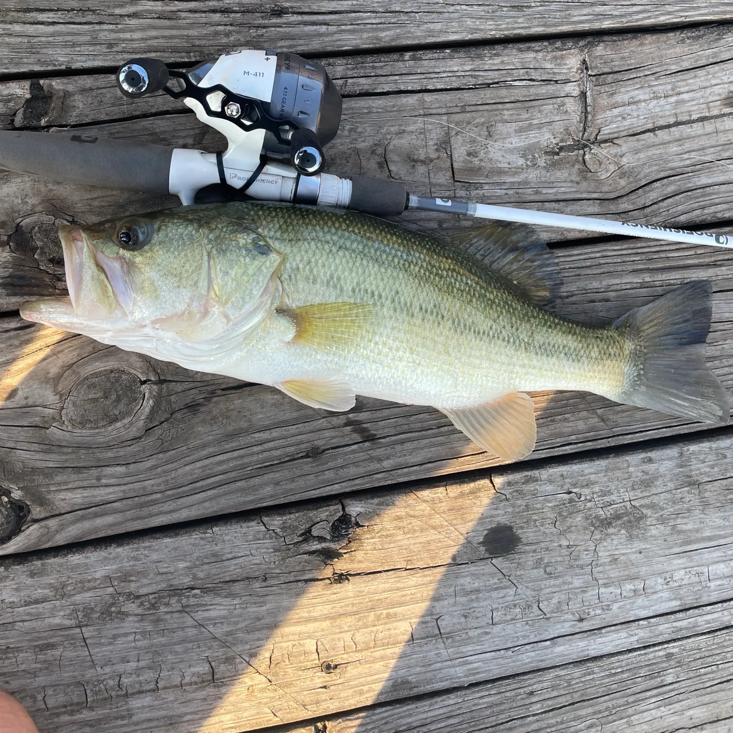 Largemouth bass caught on Fishbrain