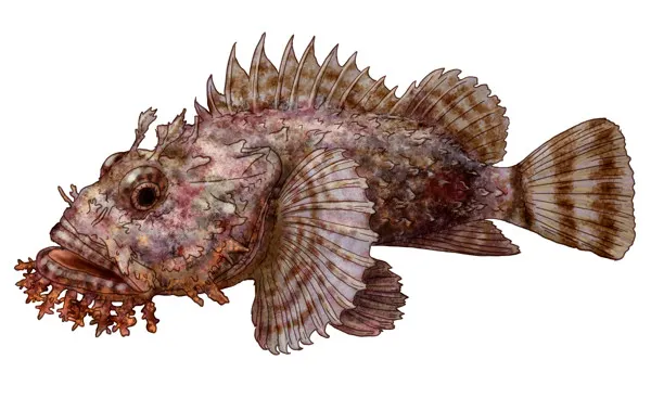 Pacific spotted scorpionfish