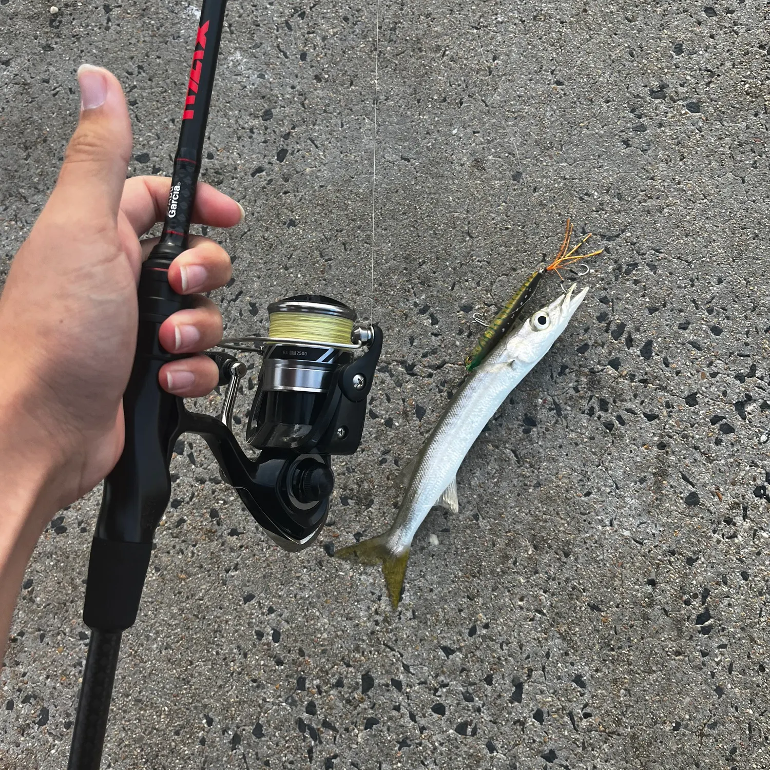 The most recent Longfin pike catches on Fishbrain