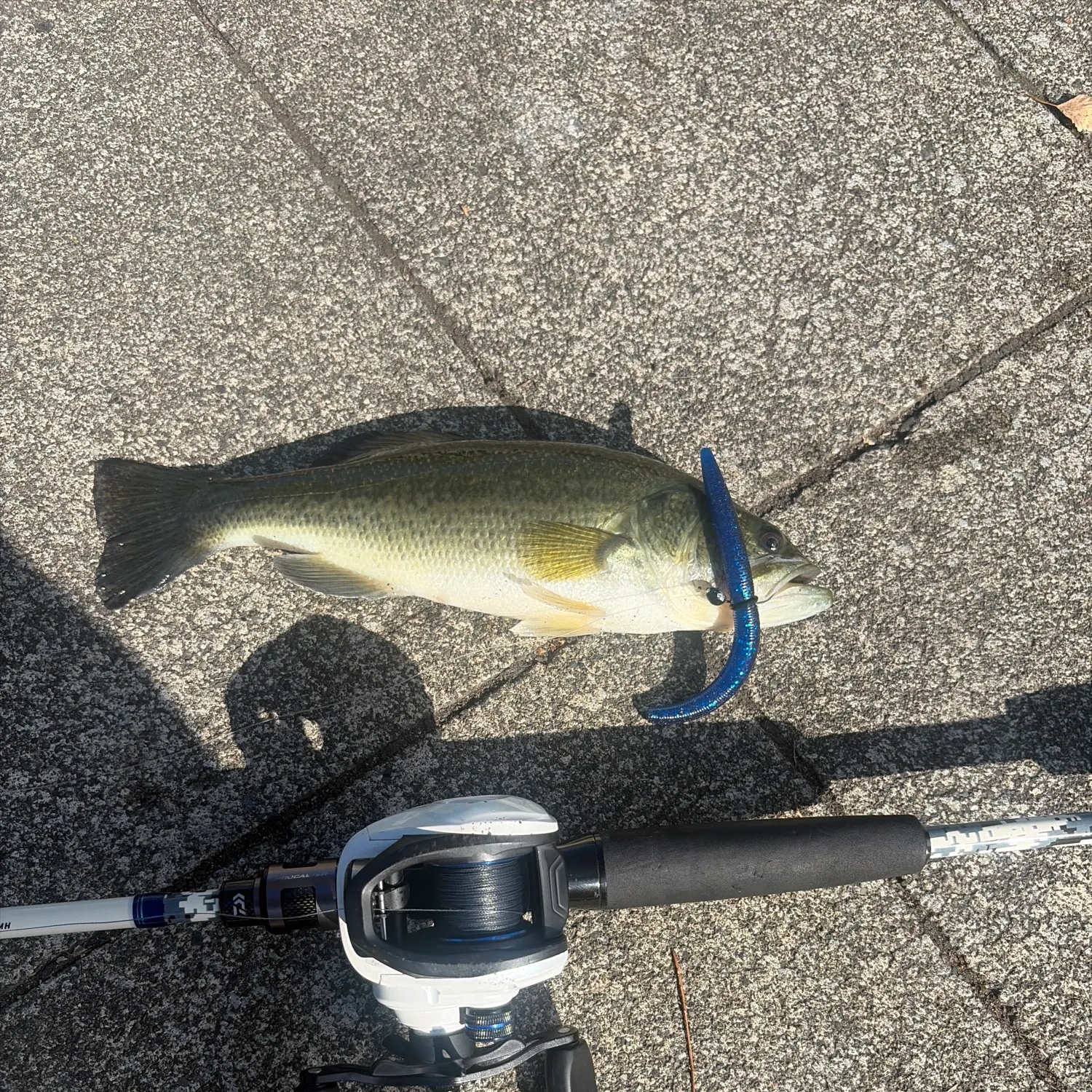 Largemouth bass caught on Fishbrain