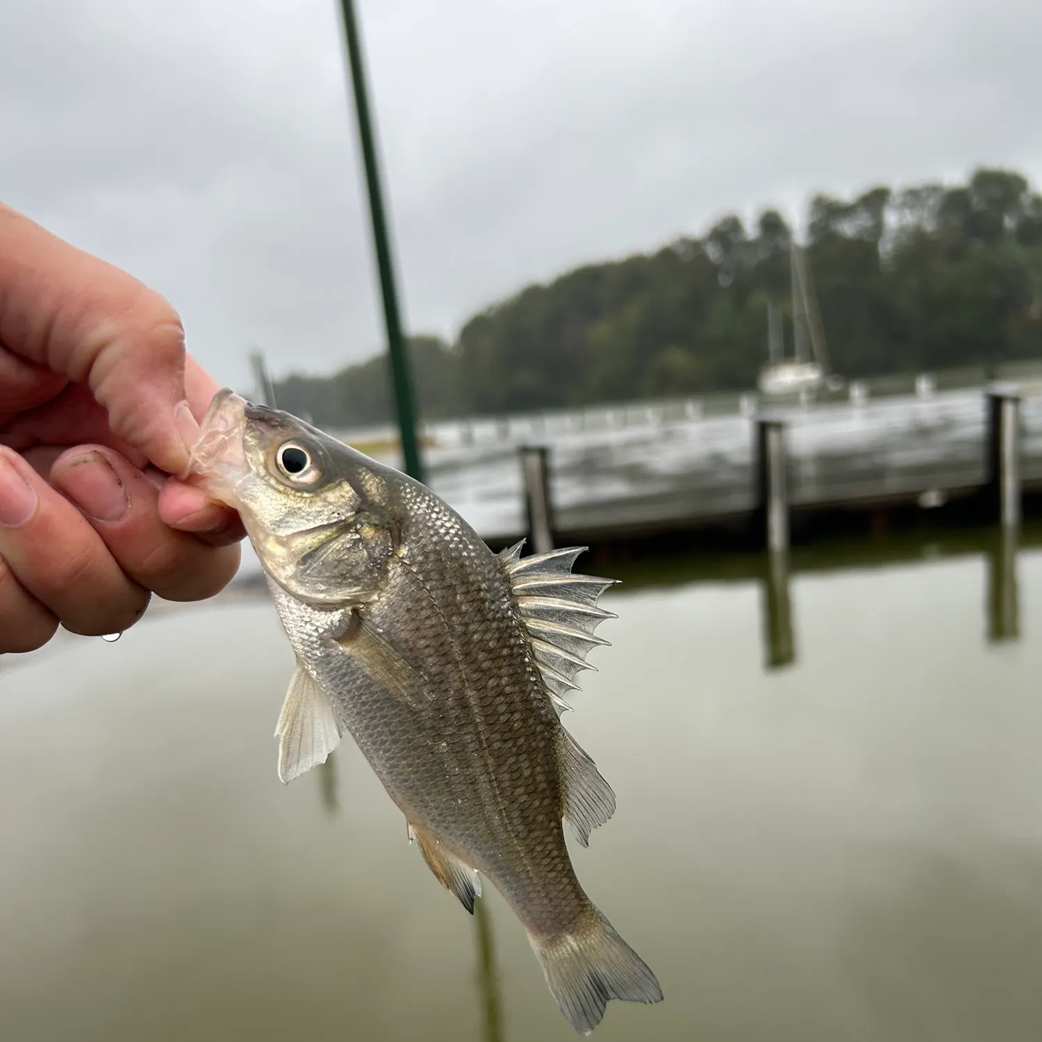 White perch caught on Fishbrain