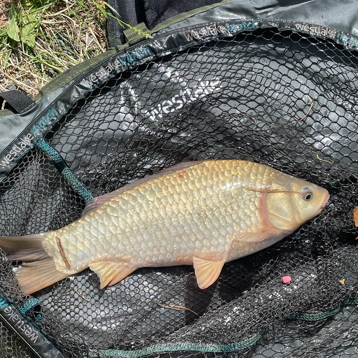 The most recent F1 carp catches on Fishbrain