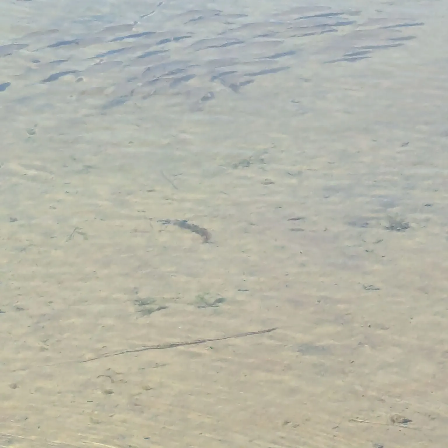 Quillback caught on Fishbrain
