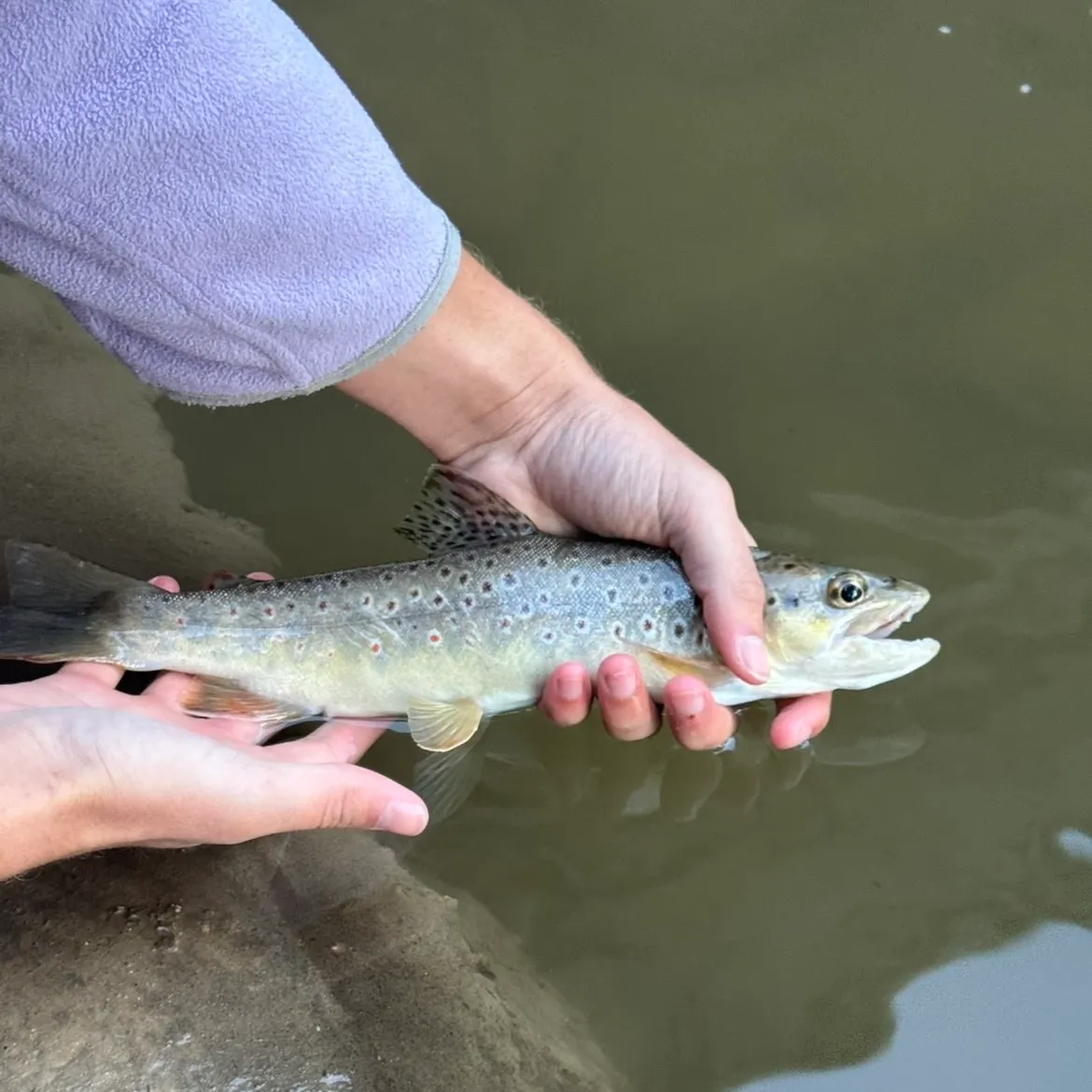 Sea trout caught on Fishbrain