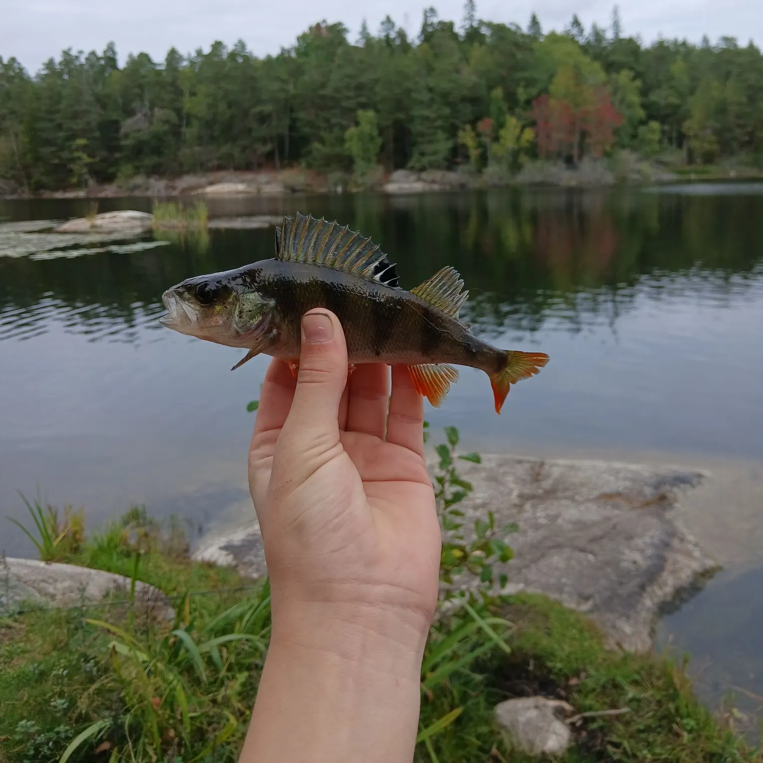 European perch caught on Fishbrain