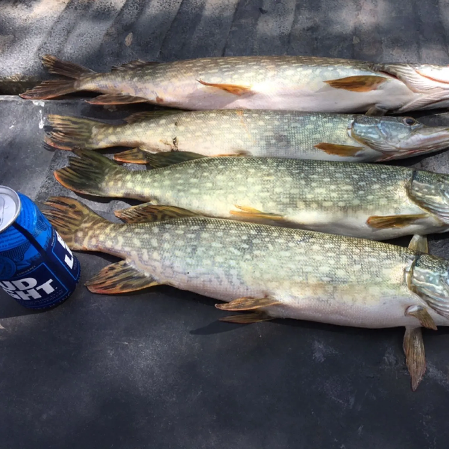 recently logged catches
