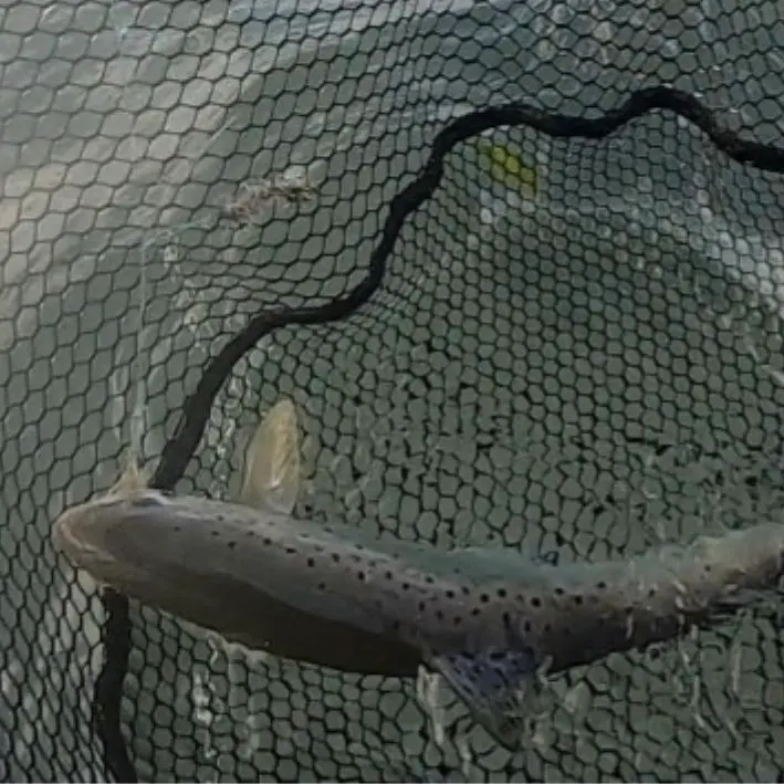 Sea trout caught on Fishbrain