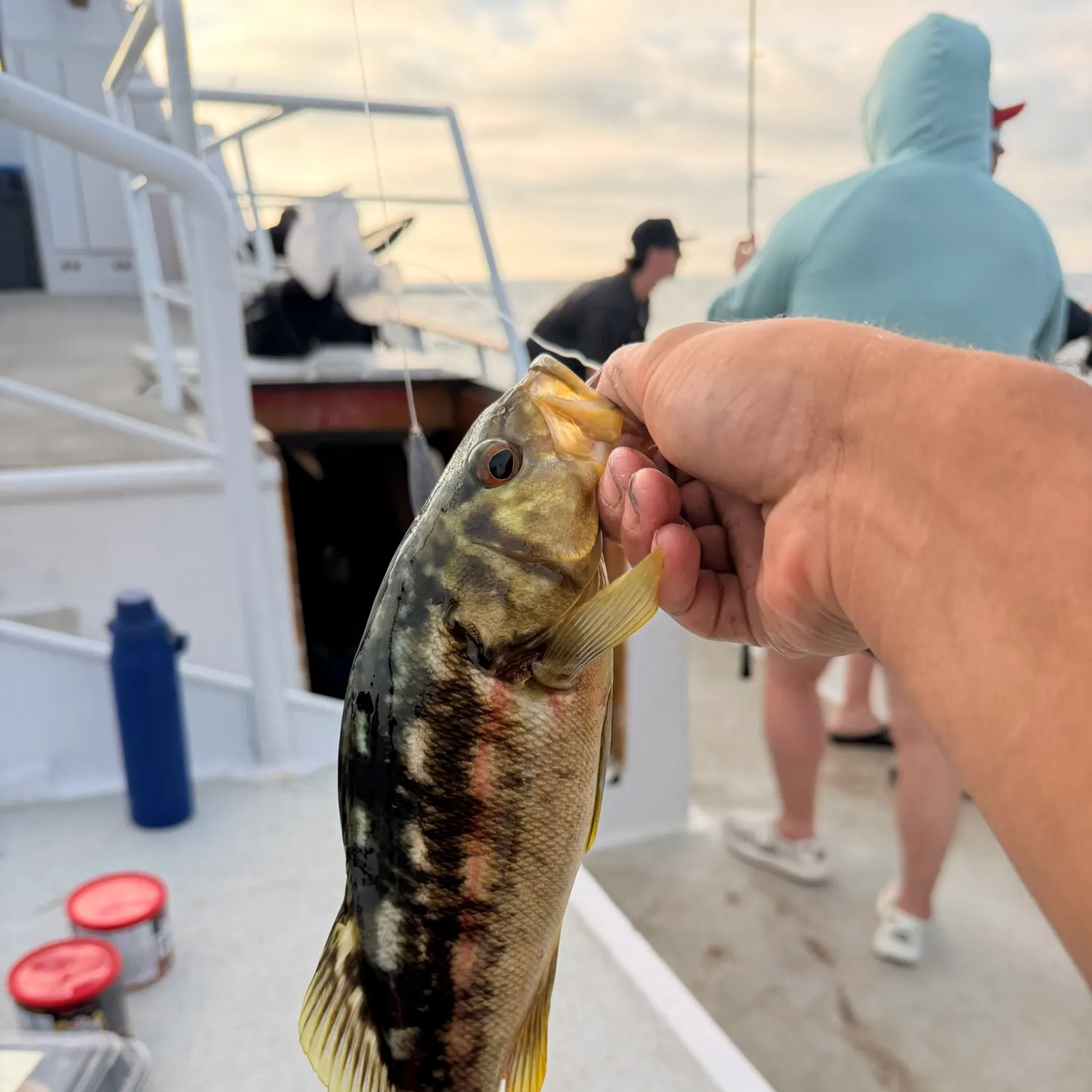 The most recent Kelp bass catches on Fishbrain