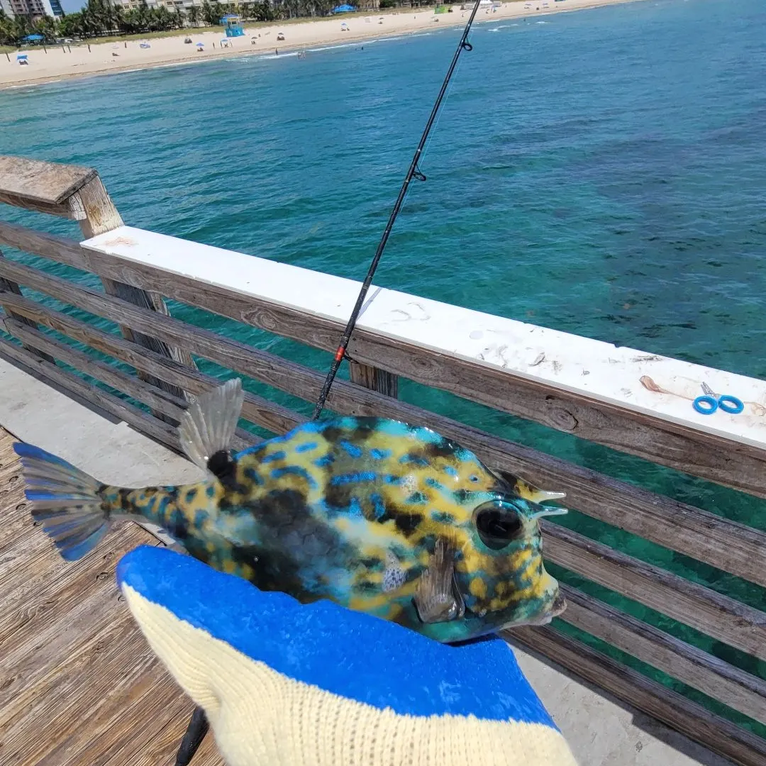 The most recent Scrawled cowfish catches on Fishbrain