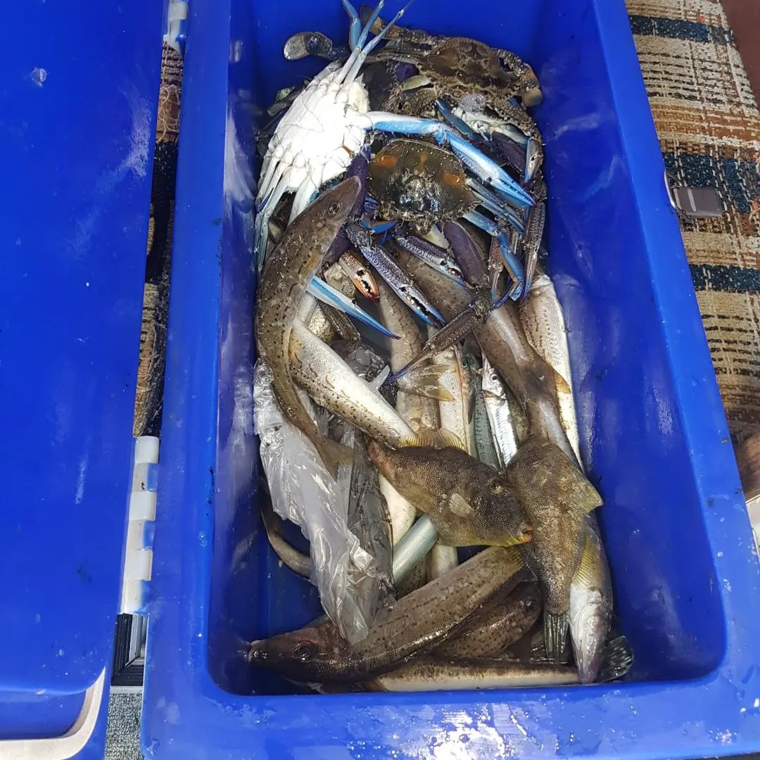 The most recent Black reef leatherjacket catches on Fishbrain