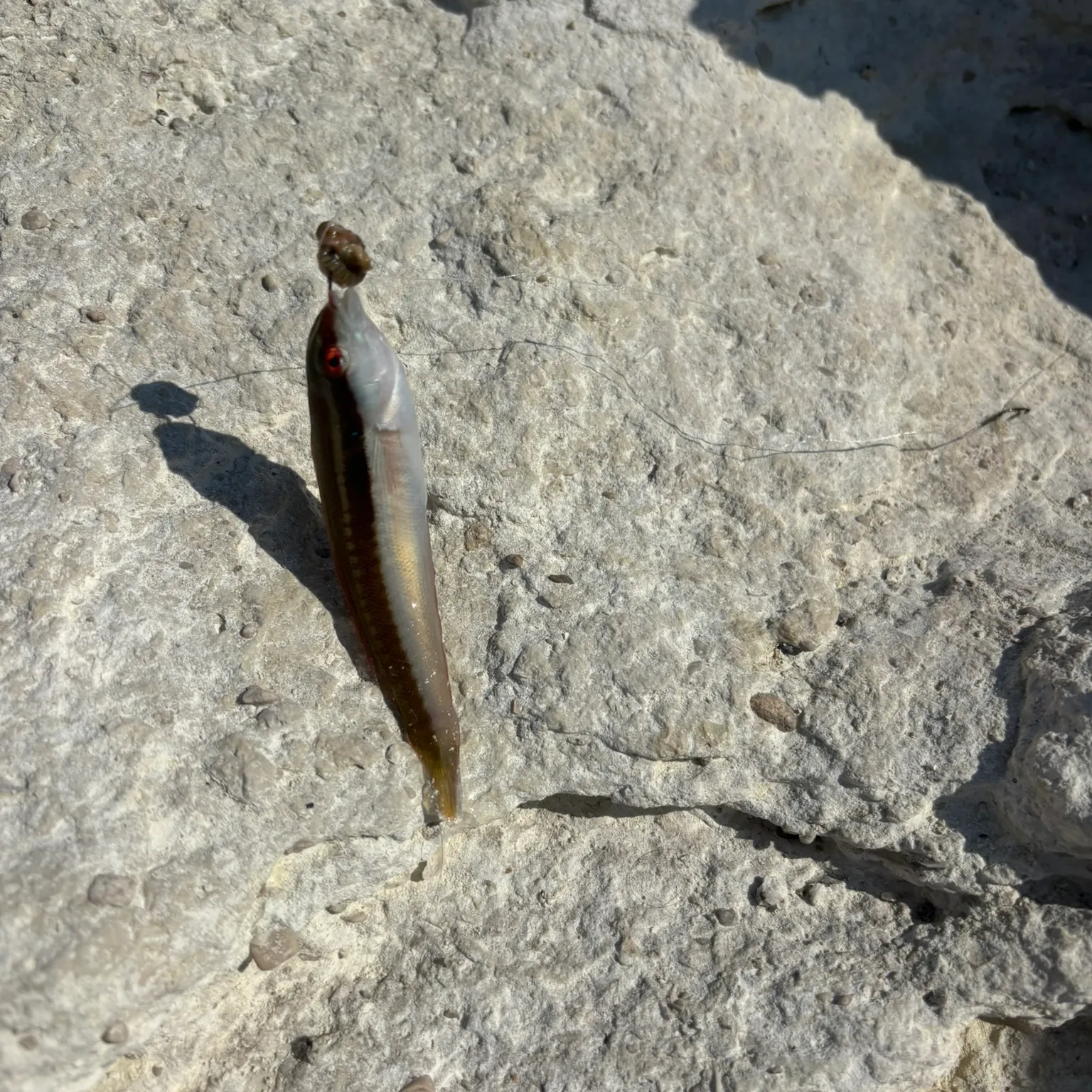 The most recent Salema porgy catches on Fishbrain