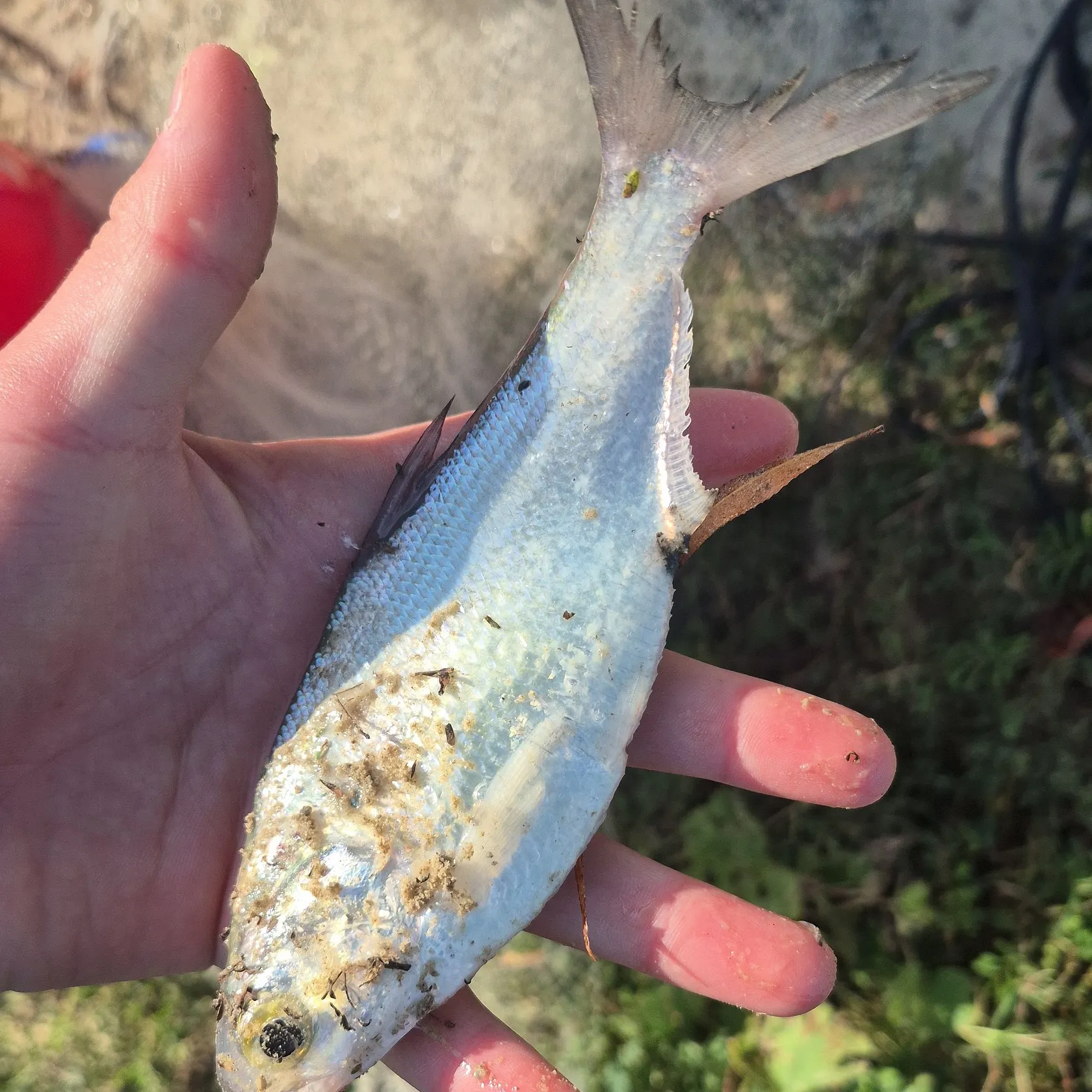 The most recent Dotted gizzard shad catches on Fishbrain