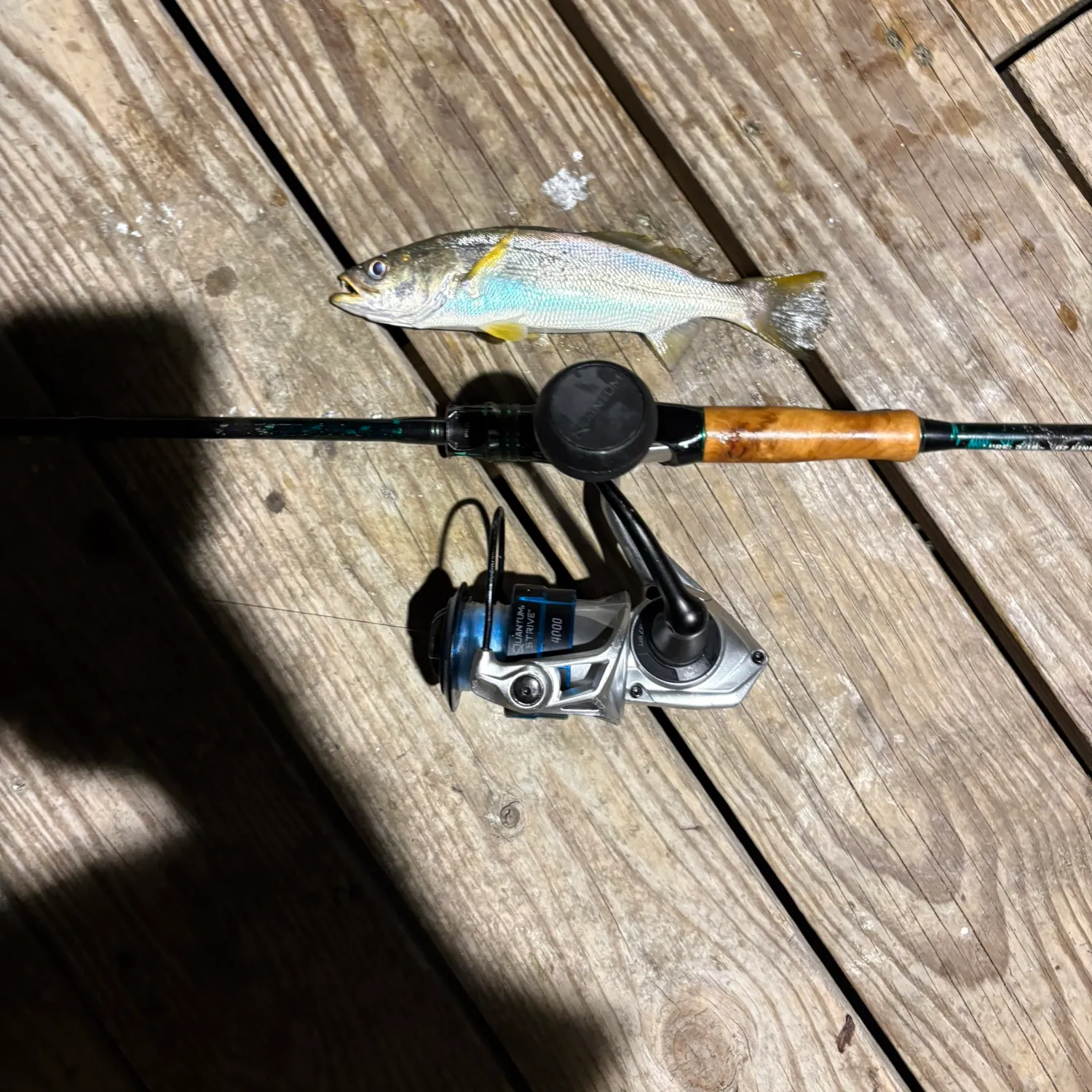 Sand seatrout caught on Fishbrain