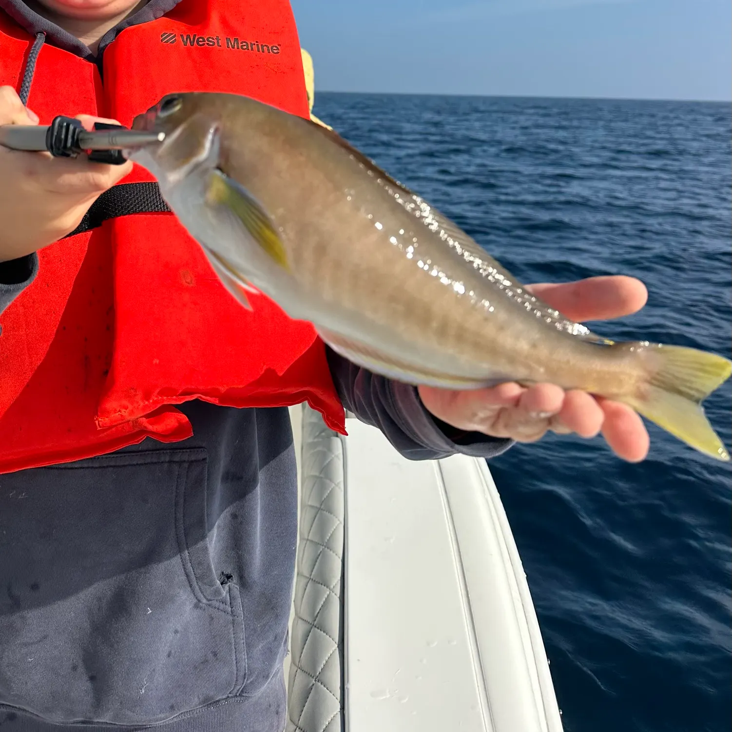 The most recent Ocean whitefish catches on Fishbrain