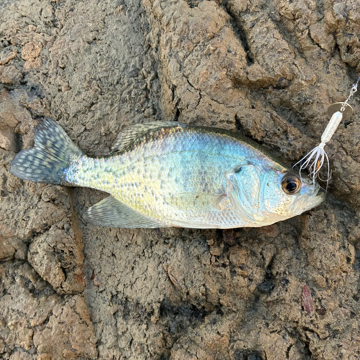 White crappie caught on Fishbrain