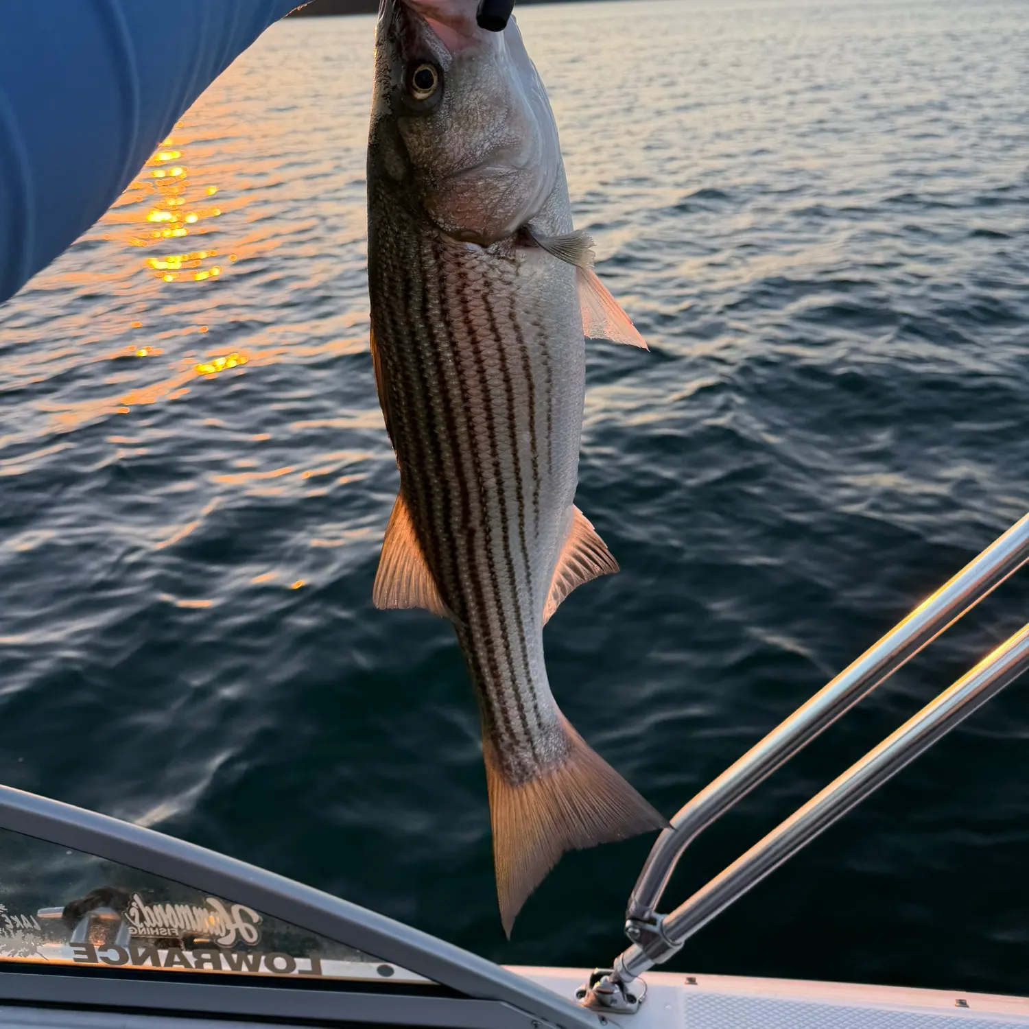 Striped bass caught on Fishbrain