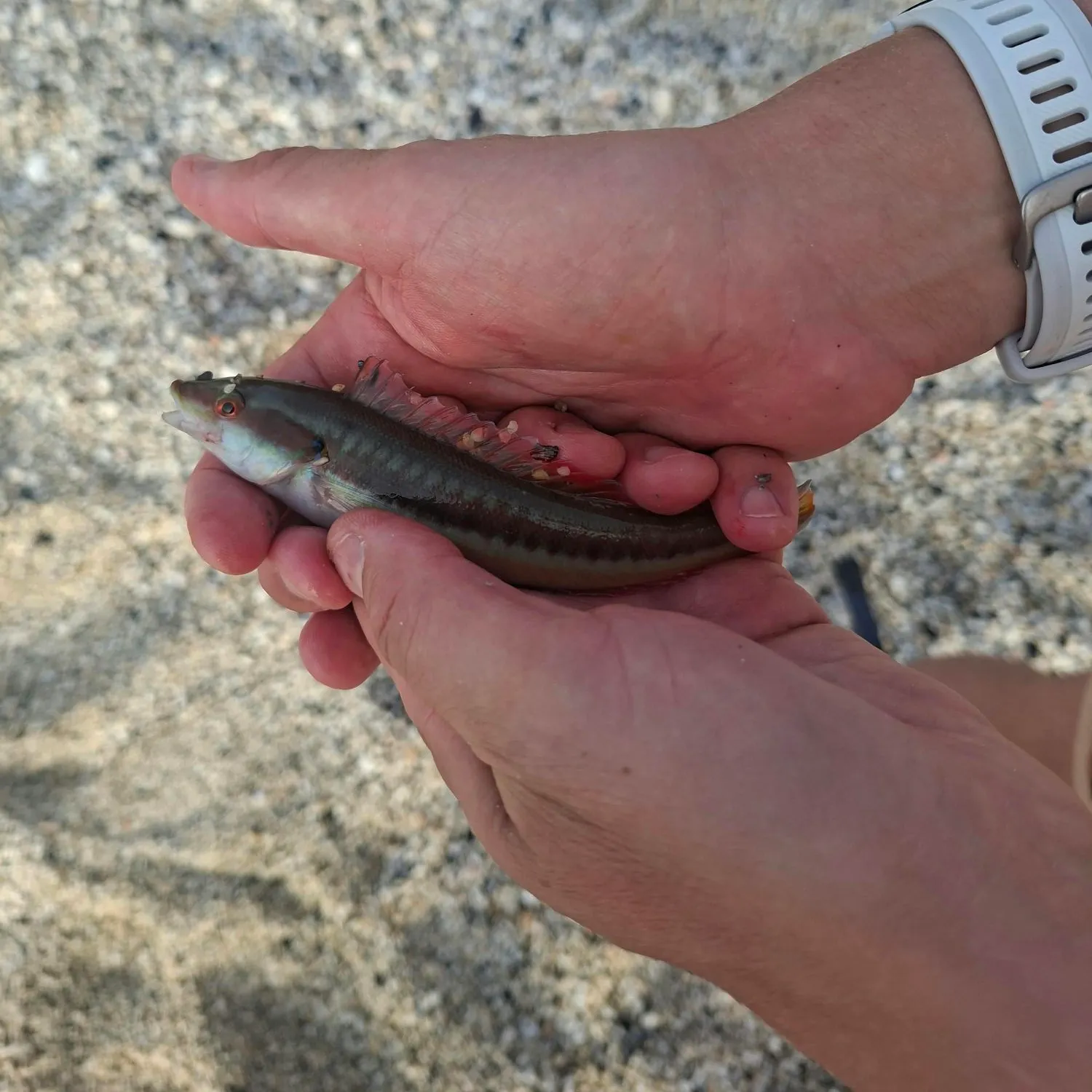 The most recent Ballan wrasse catches on Fishbrain