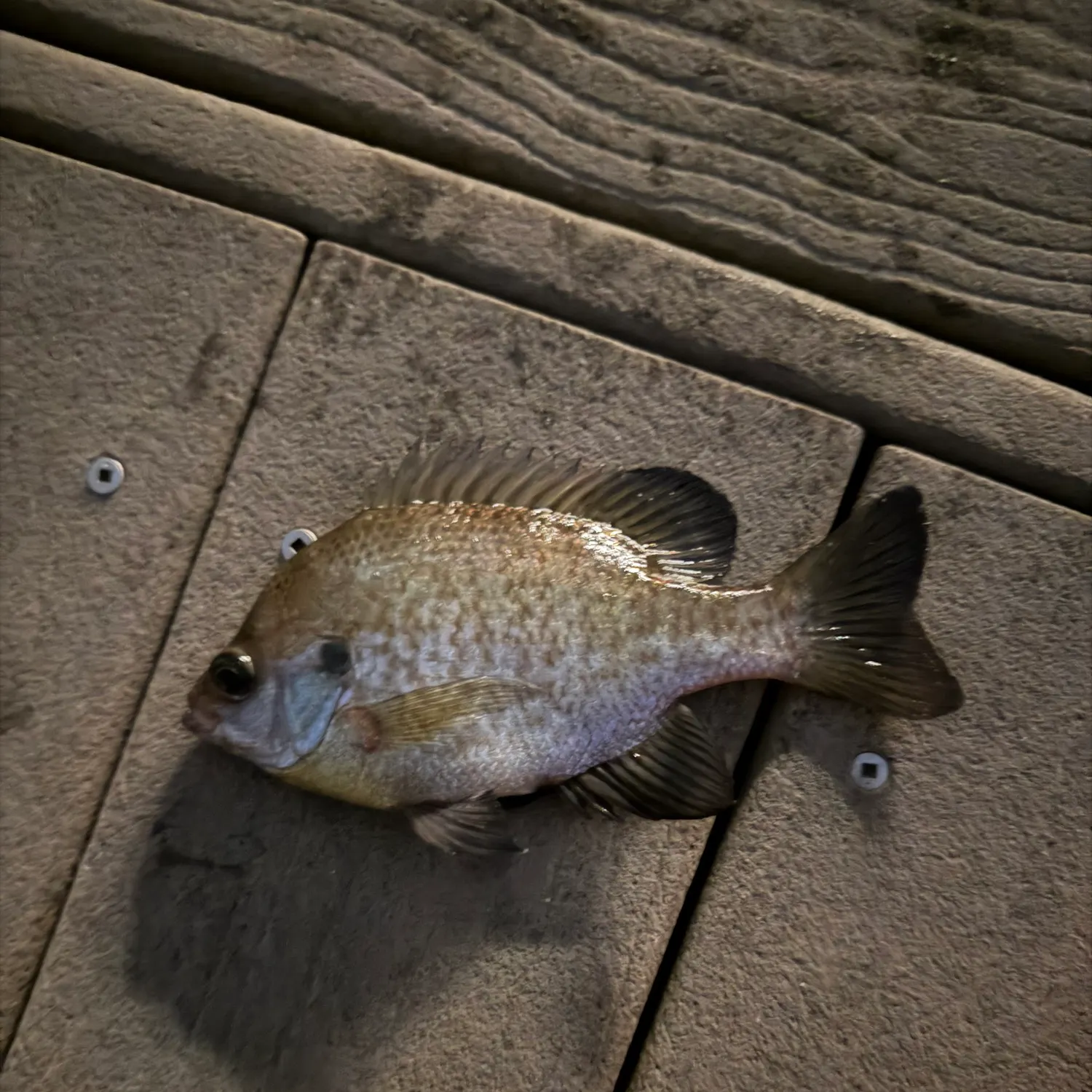 The most recent Bluegill catches on Fishbrain