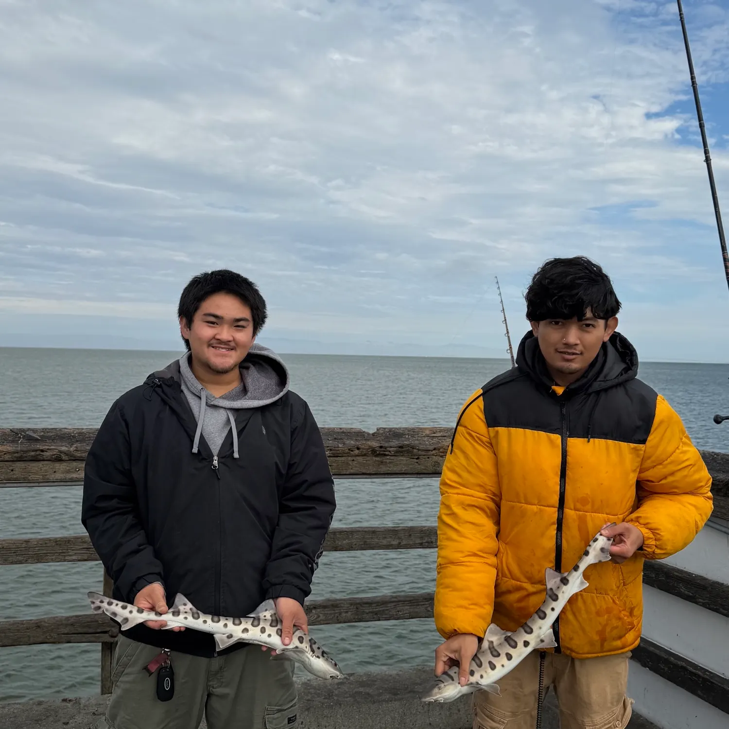 Leopard shark caught on Fishbrain