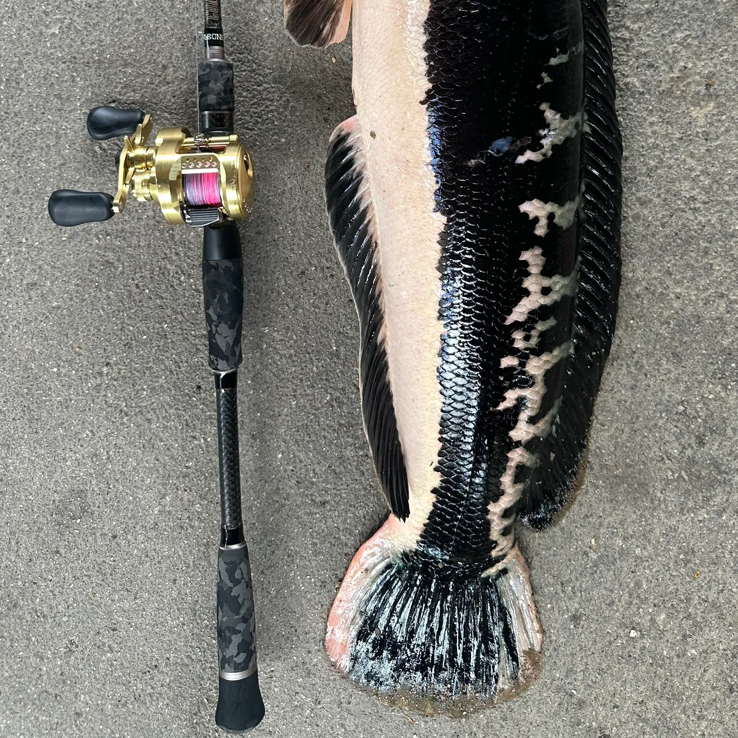 The most recent Indonesian snakehead catches on Fishbrain