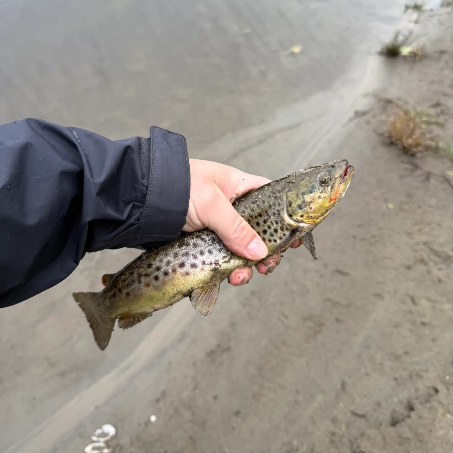 Brown trout caught on Fishbrain