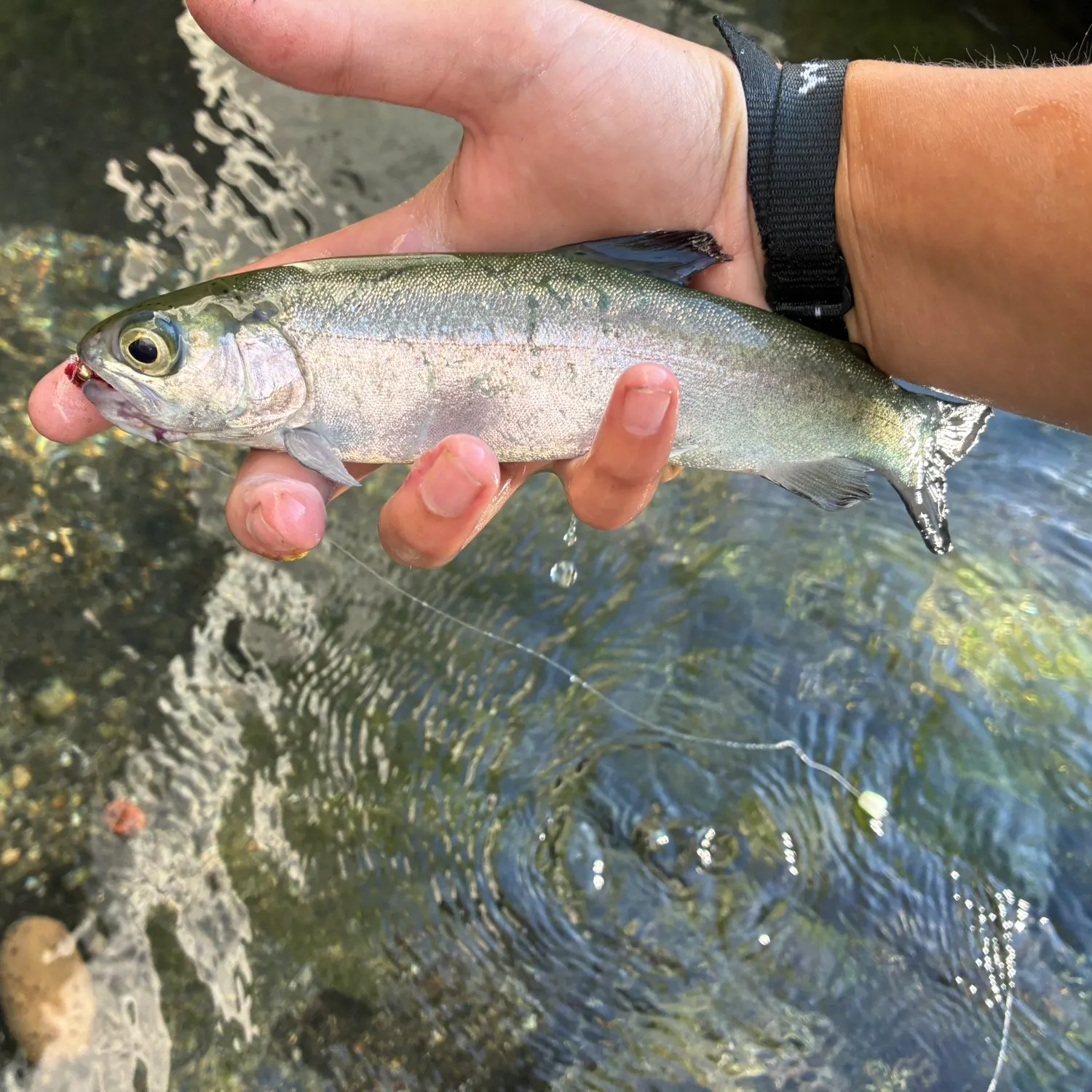 Rainbow trout caught on Fishbrain