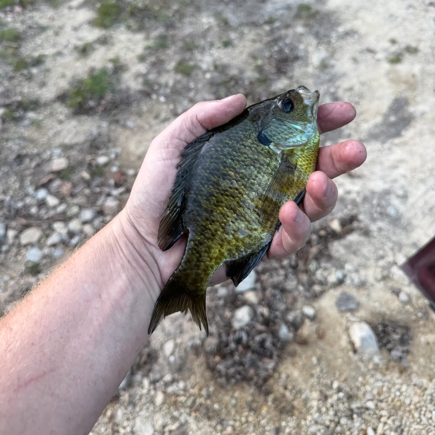 Bluegill caught on Fishbrain
