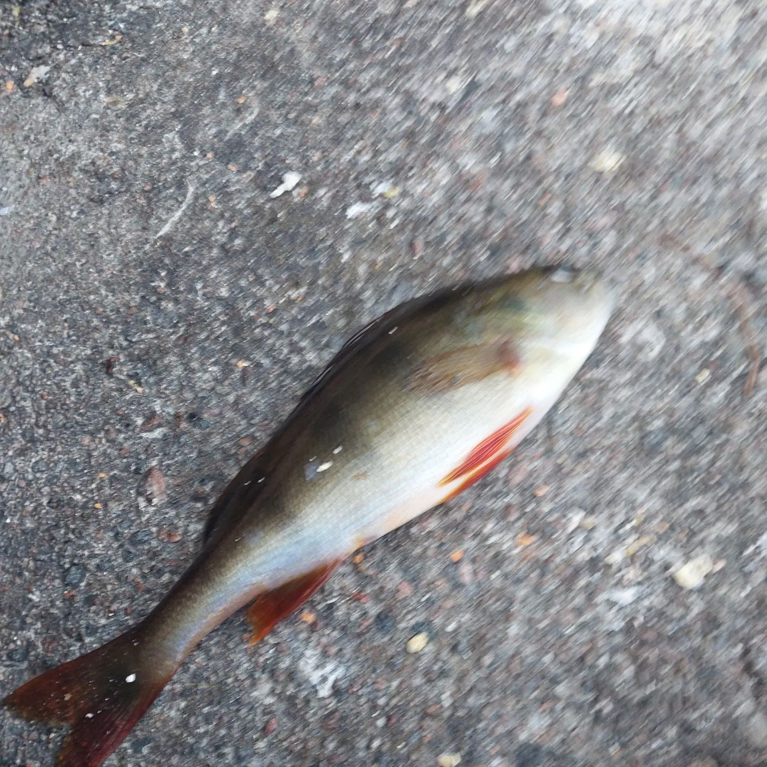 European perch caught on Fishbrain