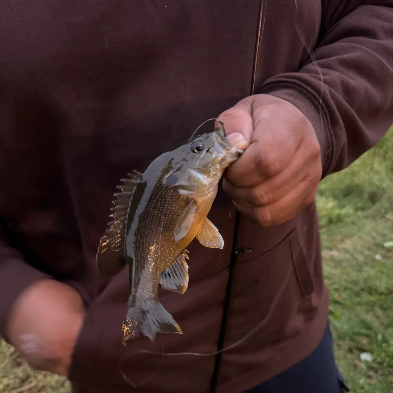Green sunfish caught on Fishbrain