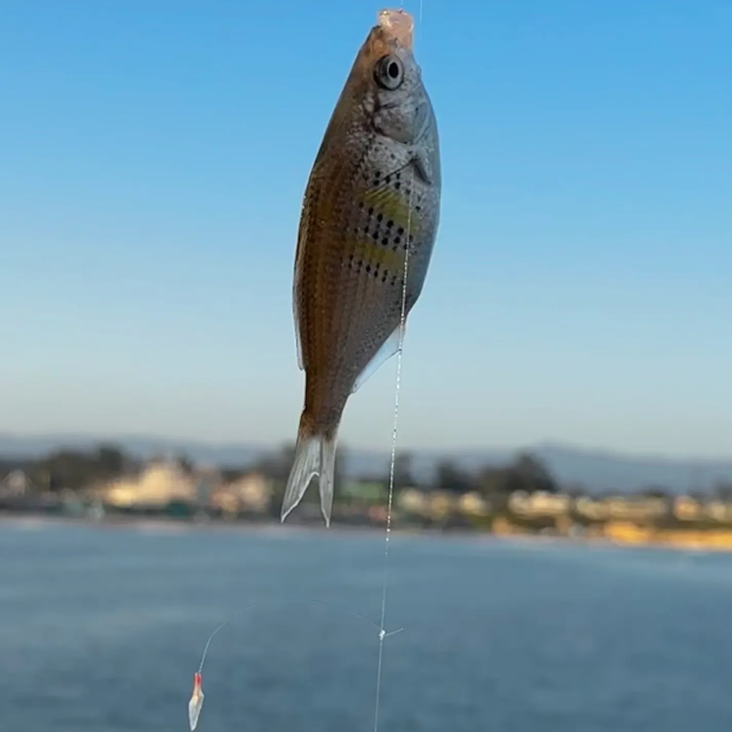 The most recent Shiner perch catches on Fishbrain