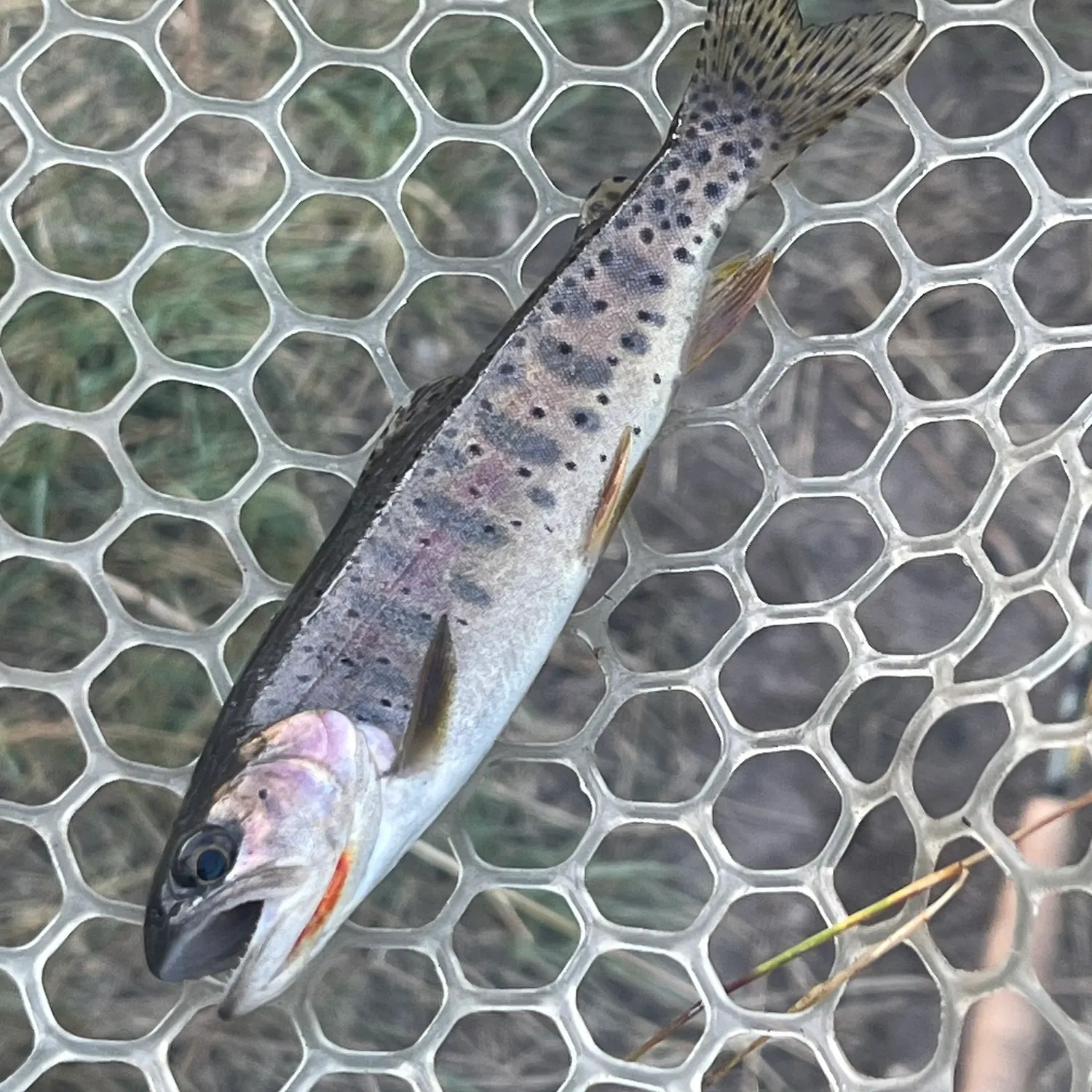 Yellowstone cutthroat trout caught on Fishbrain