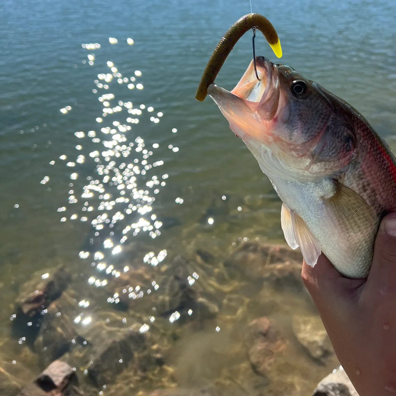 Largemouth bass caught on Fishbrain