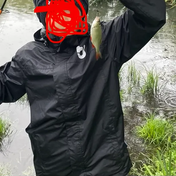 Common rudd caught on Fishbrain