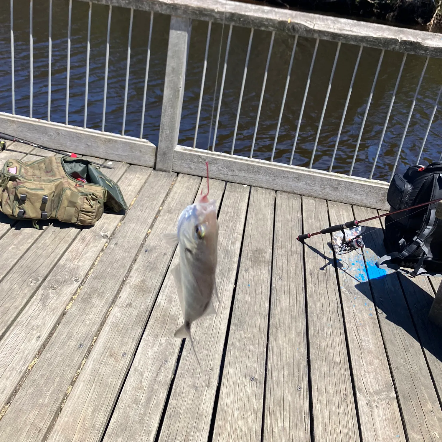 The most recent White trevally catches on Fishbrain