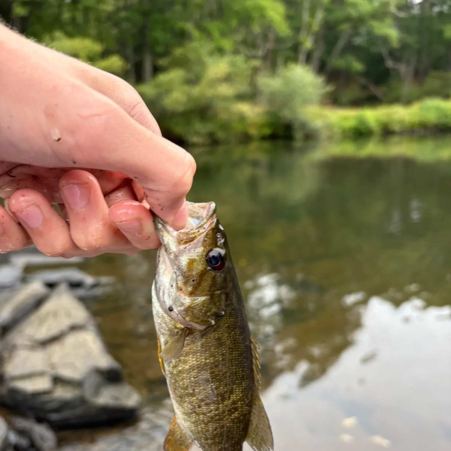 Smallmouth bass caught on Fishbrain