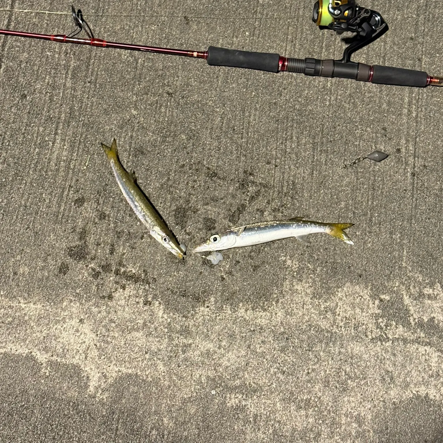 The most recent Yellowtail barracuda catches on Fishbrain