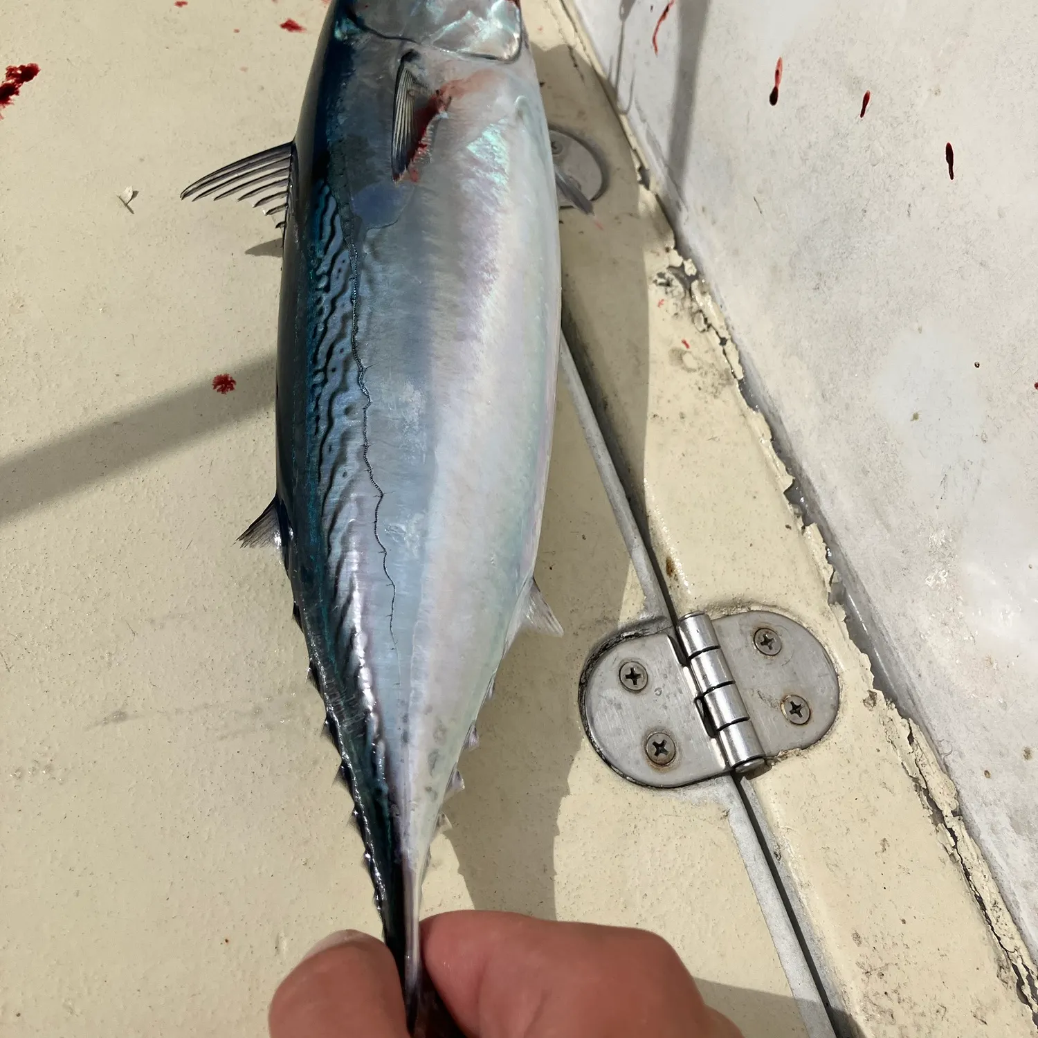 Bullet tuna caught on Fishbrain
