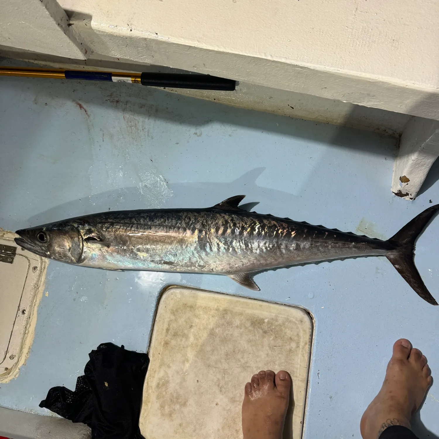 King mackerel caught on Fishbrain