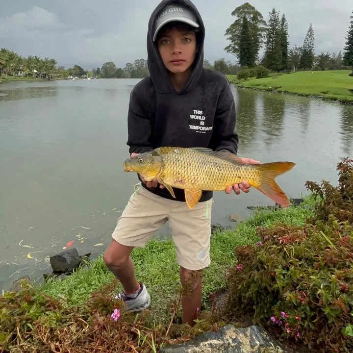 The most recent Common carp catches on Fishbrain