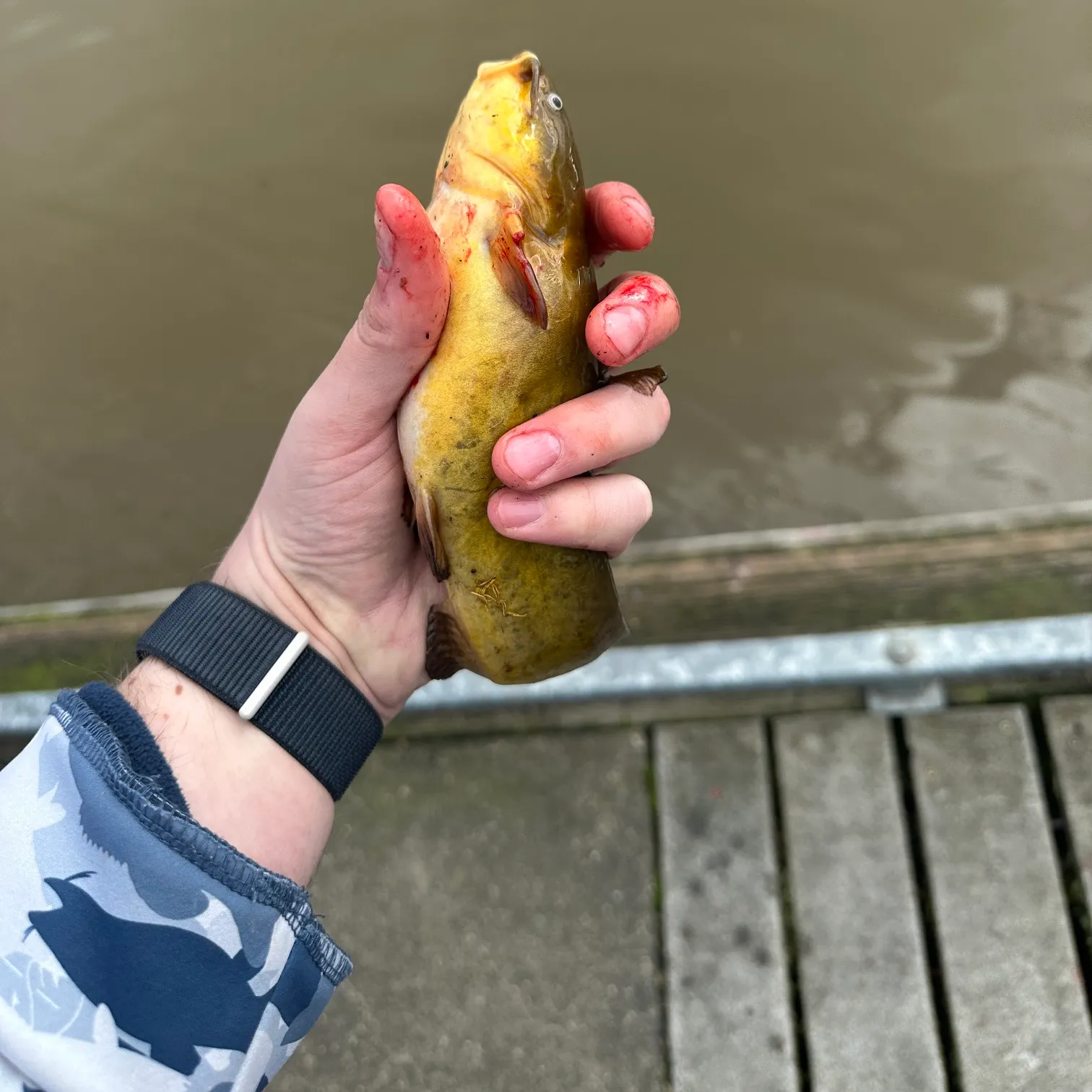 The most recent Yellow bullhead catches on Fishbrain