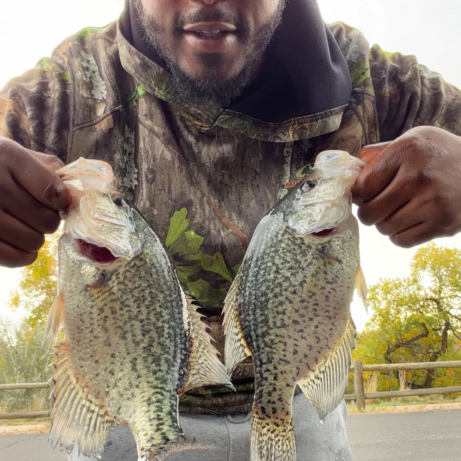 Black crappie caught on Fishbrain