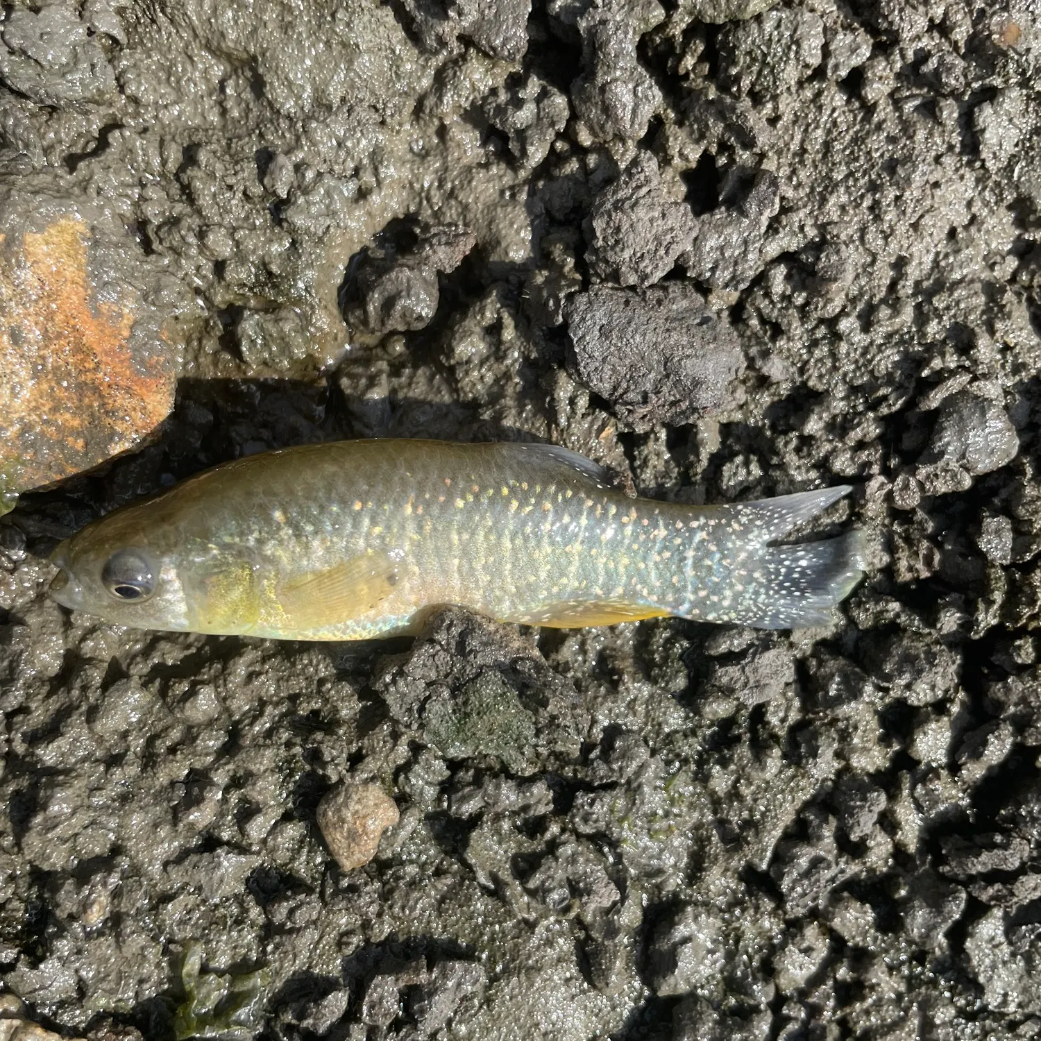 The most recent Eastern mudminnow catches on Fishbrain