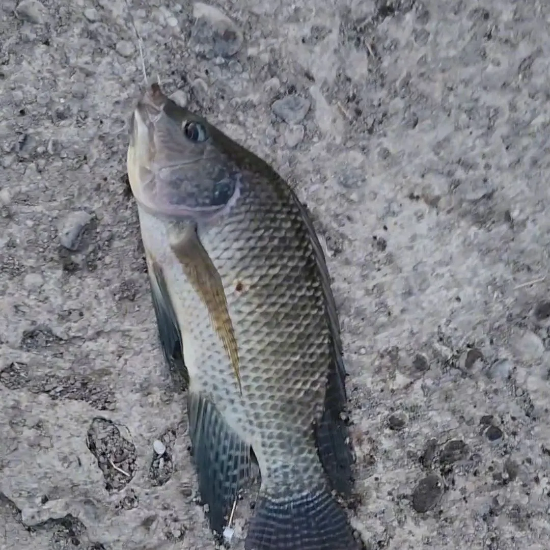 Blue tilapia caught on Fishbrain