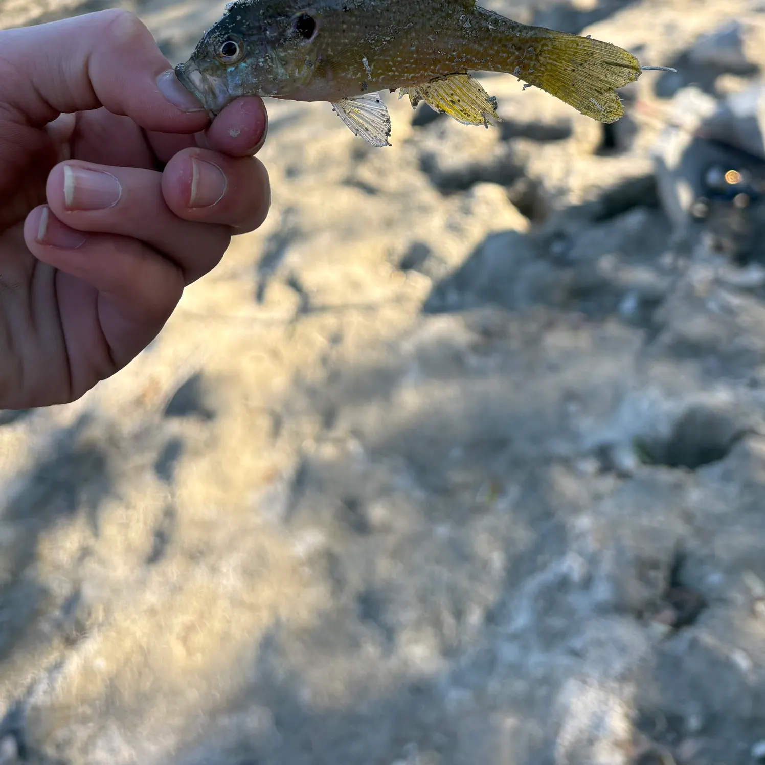 Green sunfish caught on Fishbrain