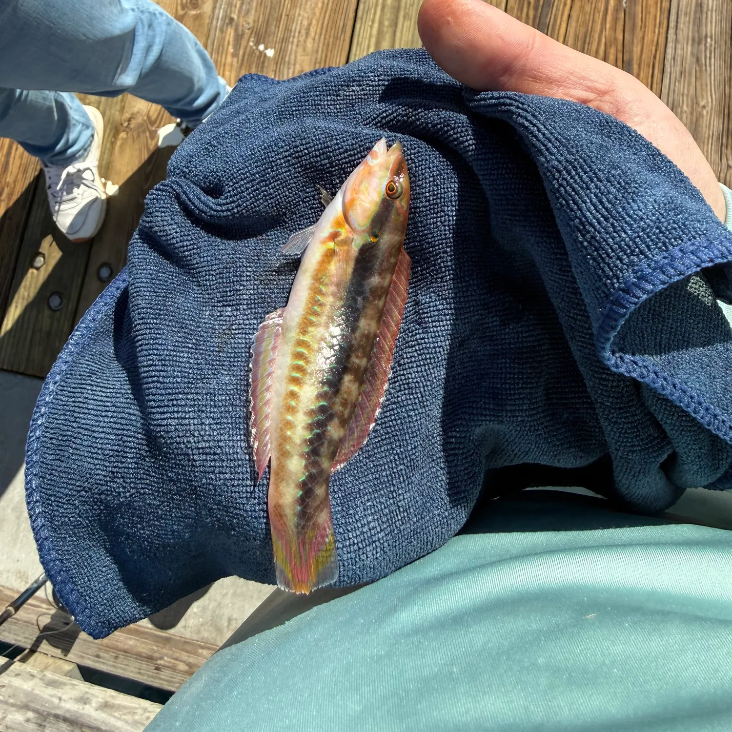 The most recent Slippery dick wrasse catches on Fishbrain