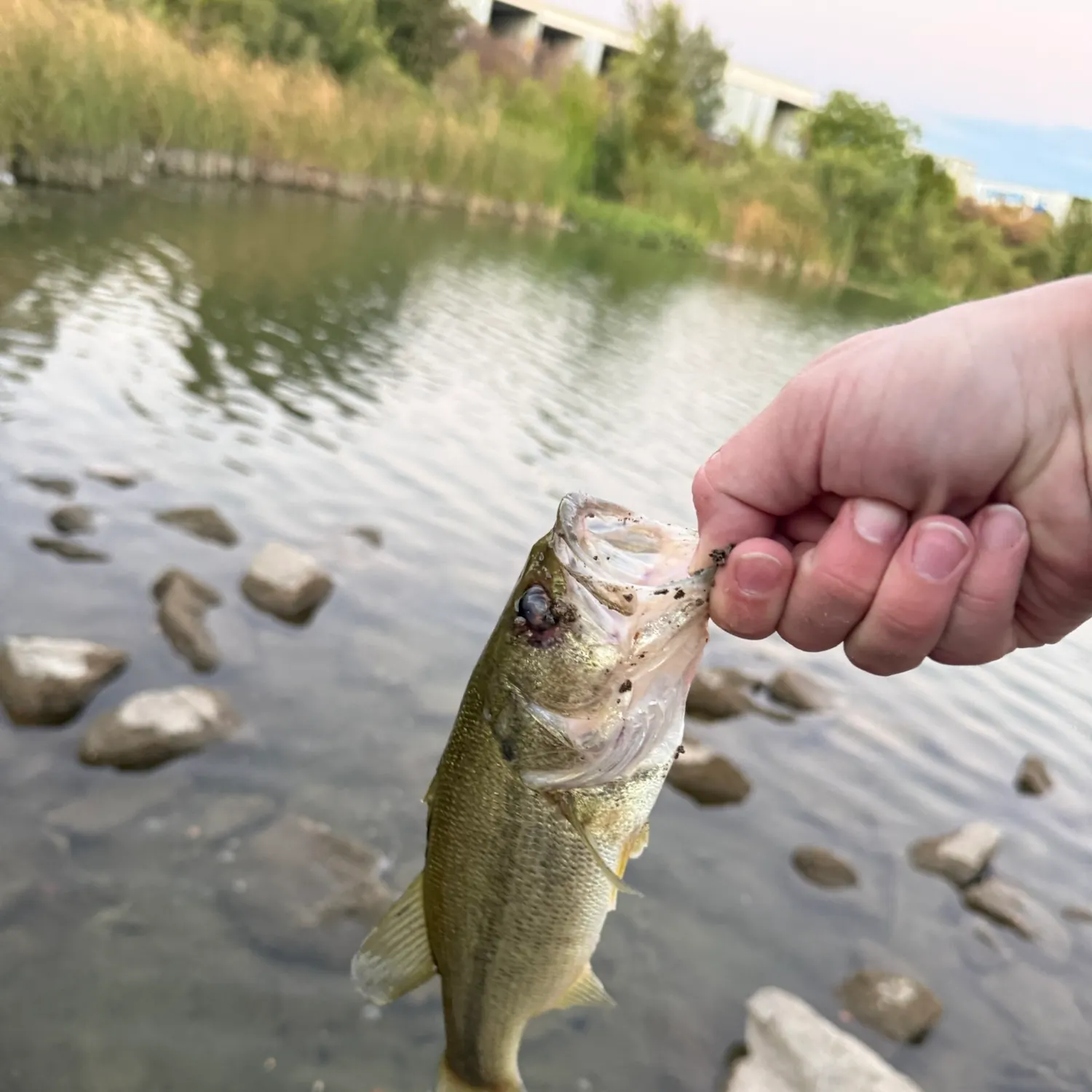 Largemouth bass caught on Fishbrain