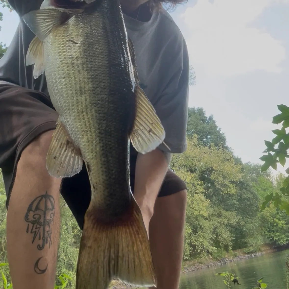 Largemouth bass caught on Fishbrain