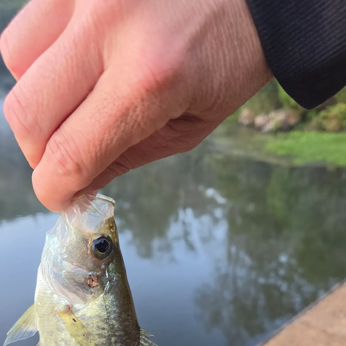 Black crappie caught on Fishbrain