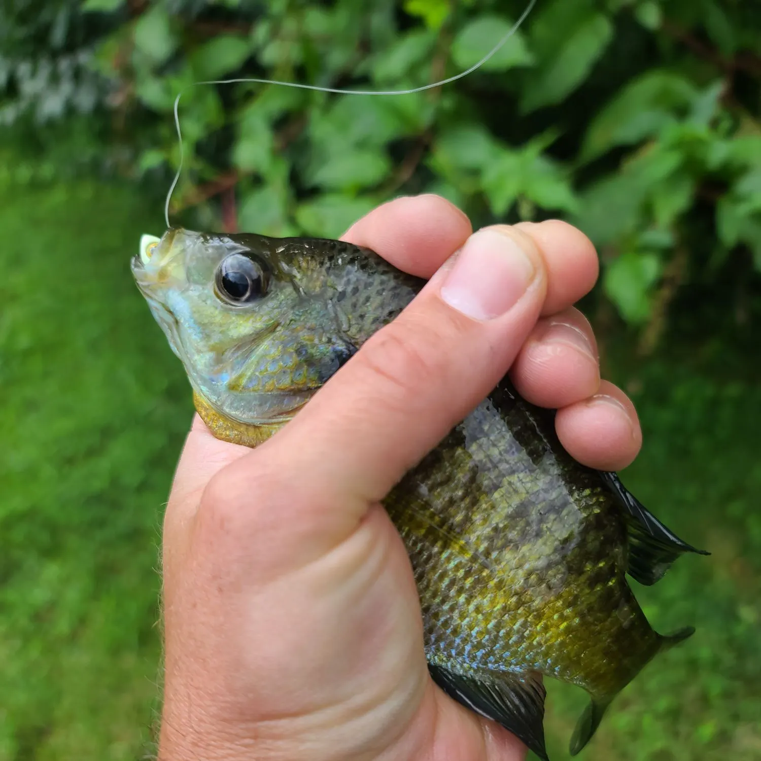 Bluegill caught on Fishbrain
