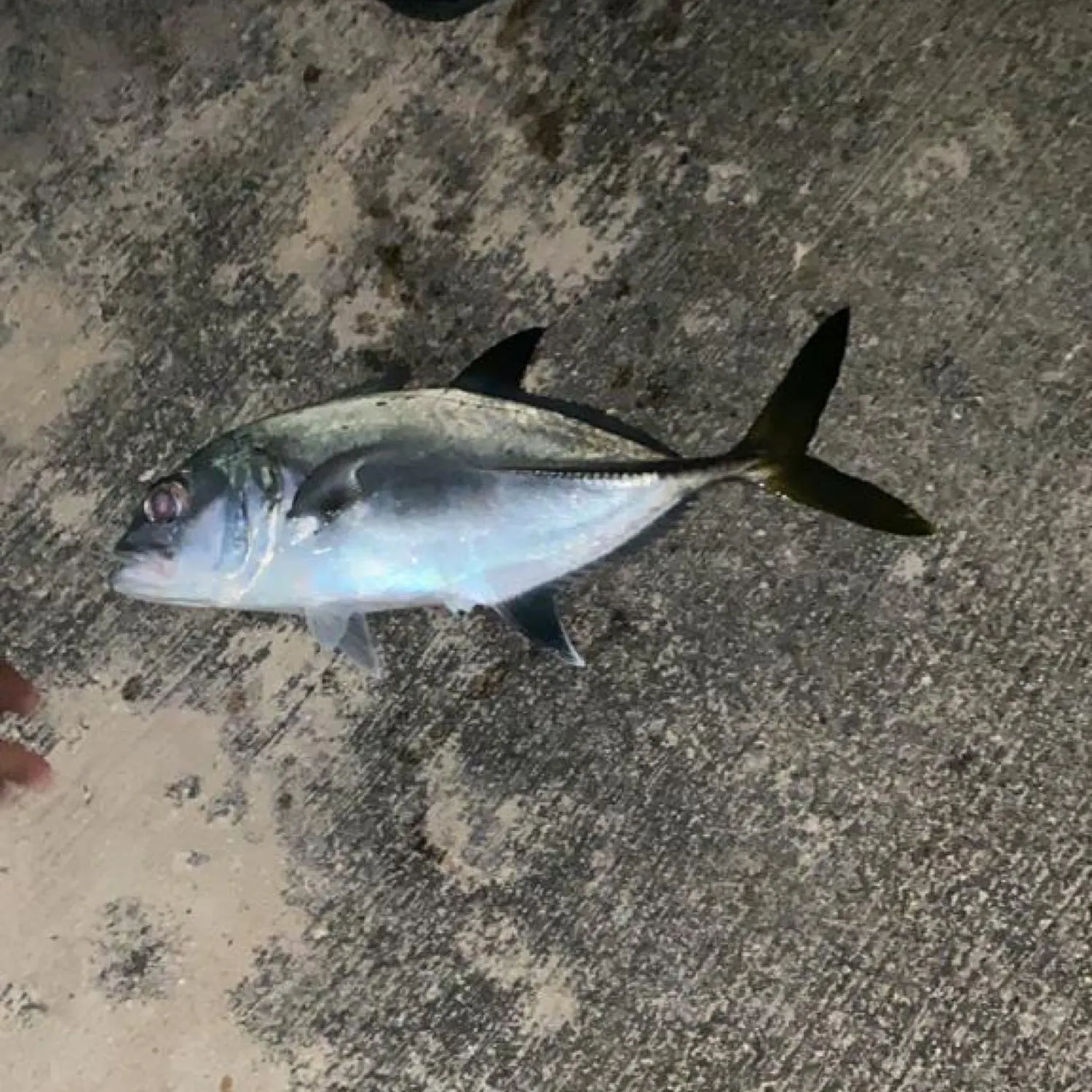 angler catch